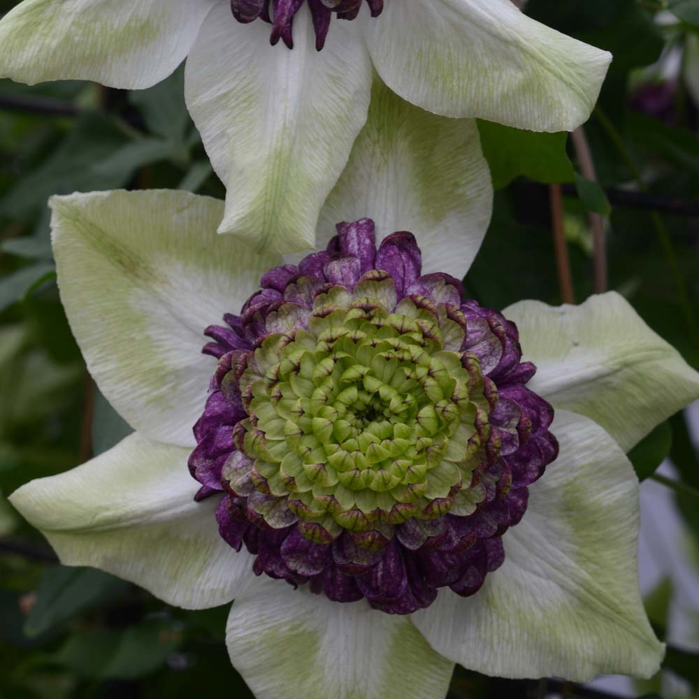 Clematis Viennetta&trade; evipo006