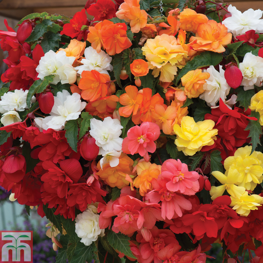 Begonia (Rex Cultorum Group) 'Flamenco' syn. Begonia rex 'Flamenco ...