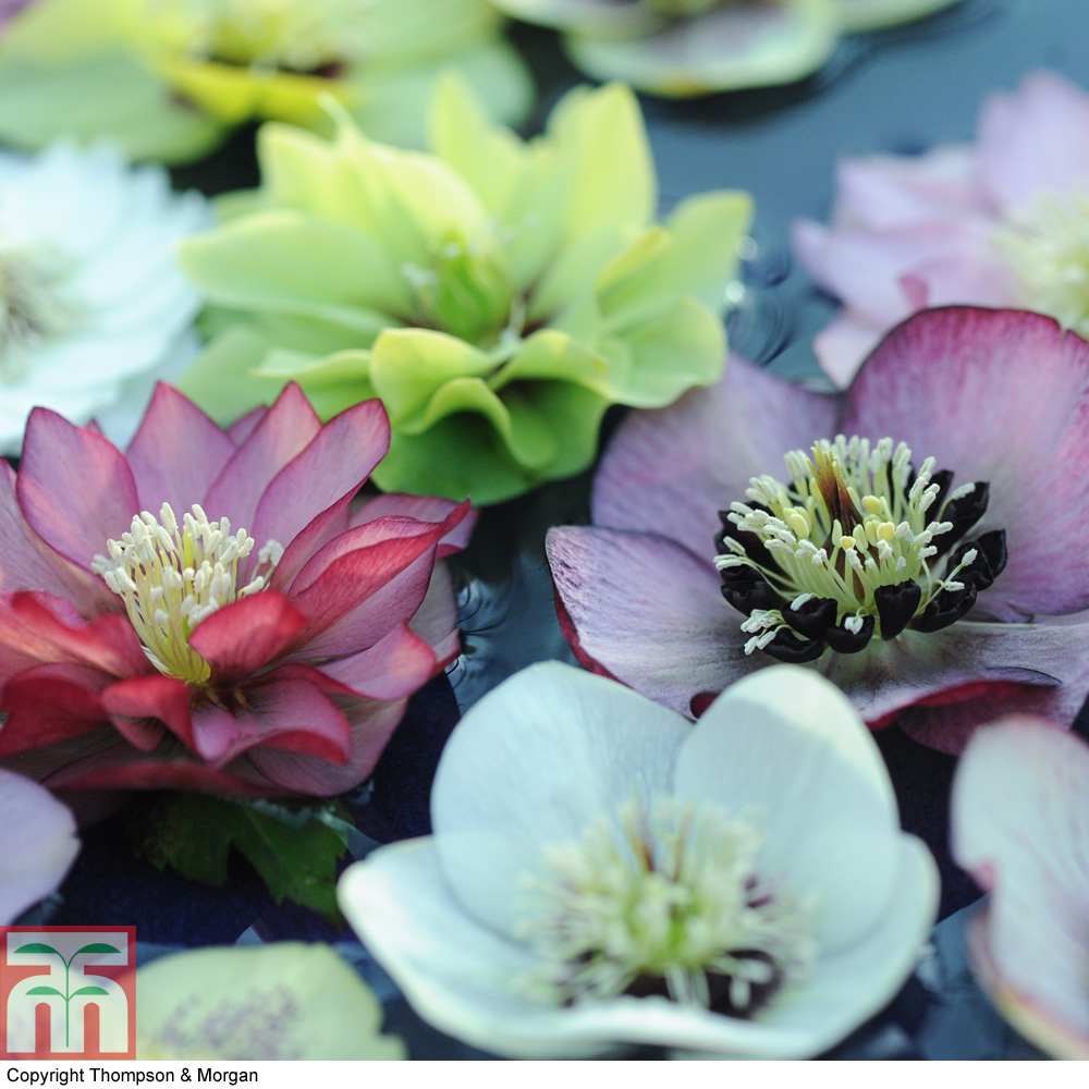 Hellebore 'Breeder's Mix'