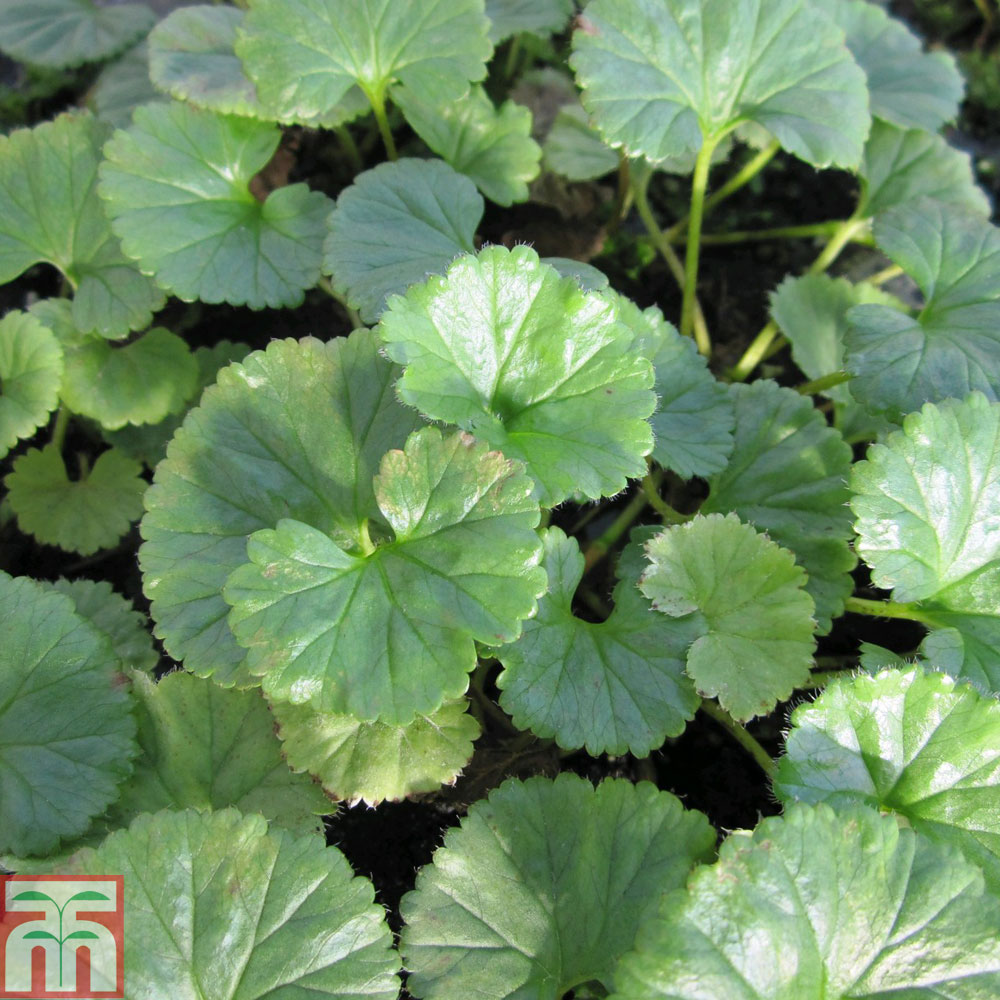 Gunnera Magellanica Dwarf Gunnera In Gardentags Plant Encyclopedia