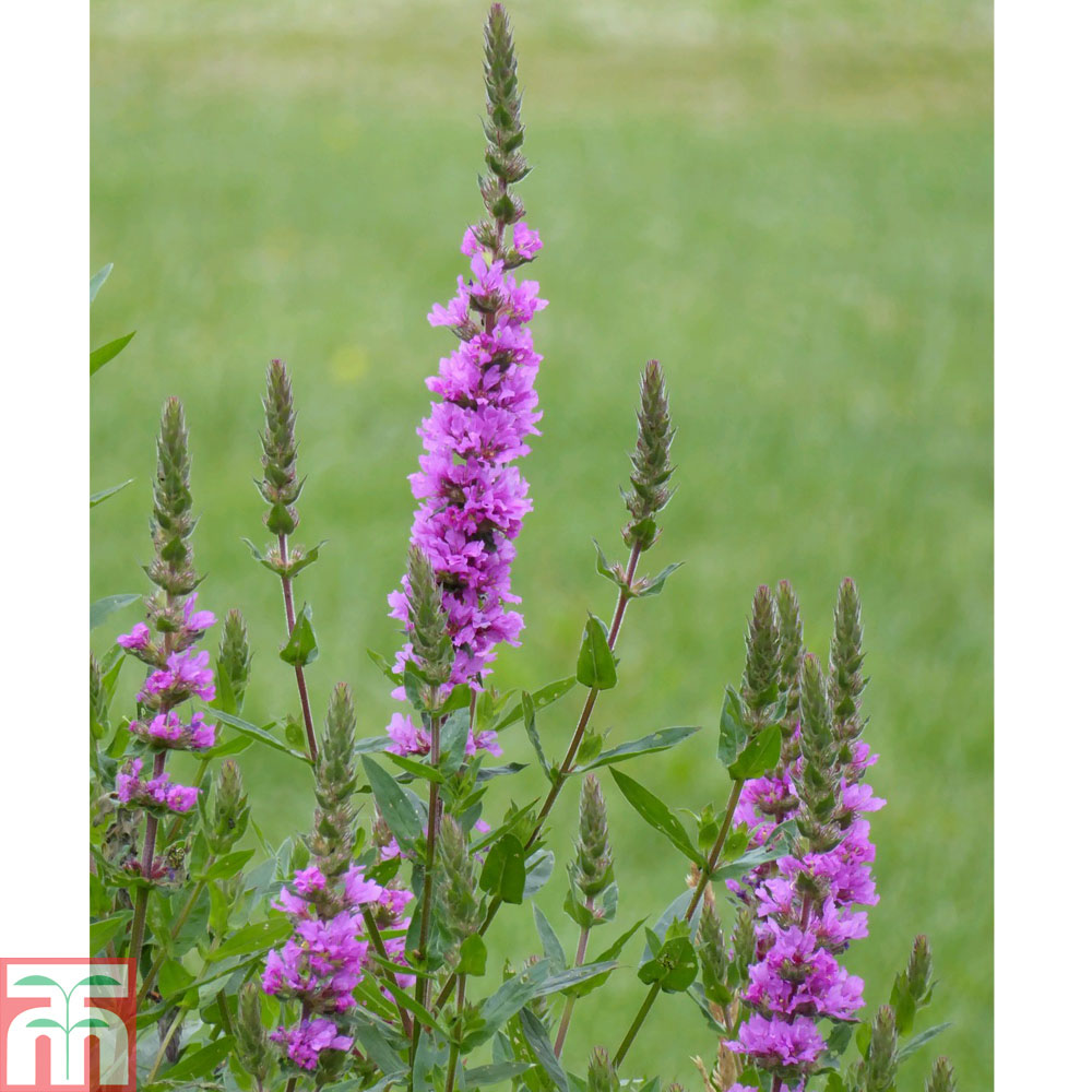 Lythrum salicaria (Marginal Aquatic)