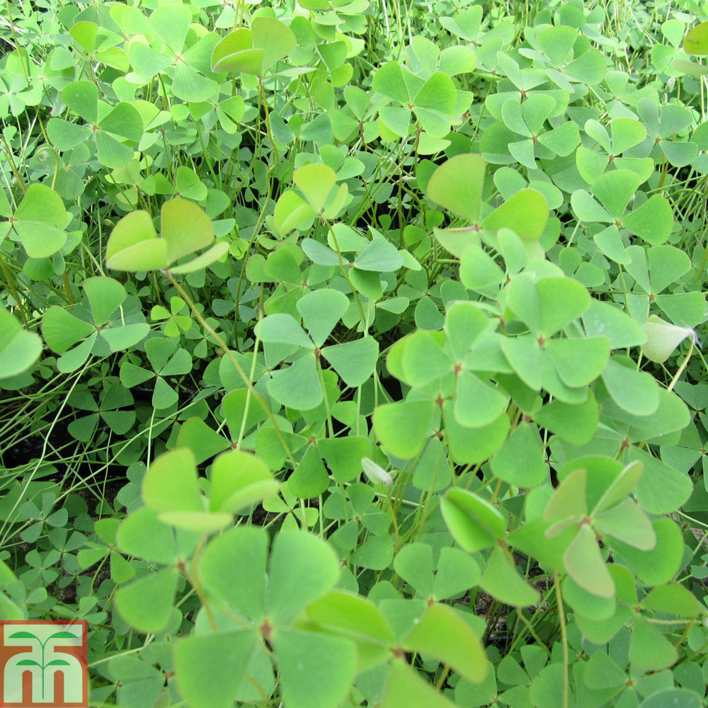 Marsilea quadrifolia (Oxygenating Aquatic)