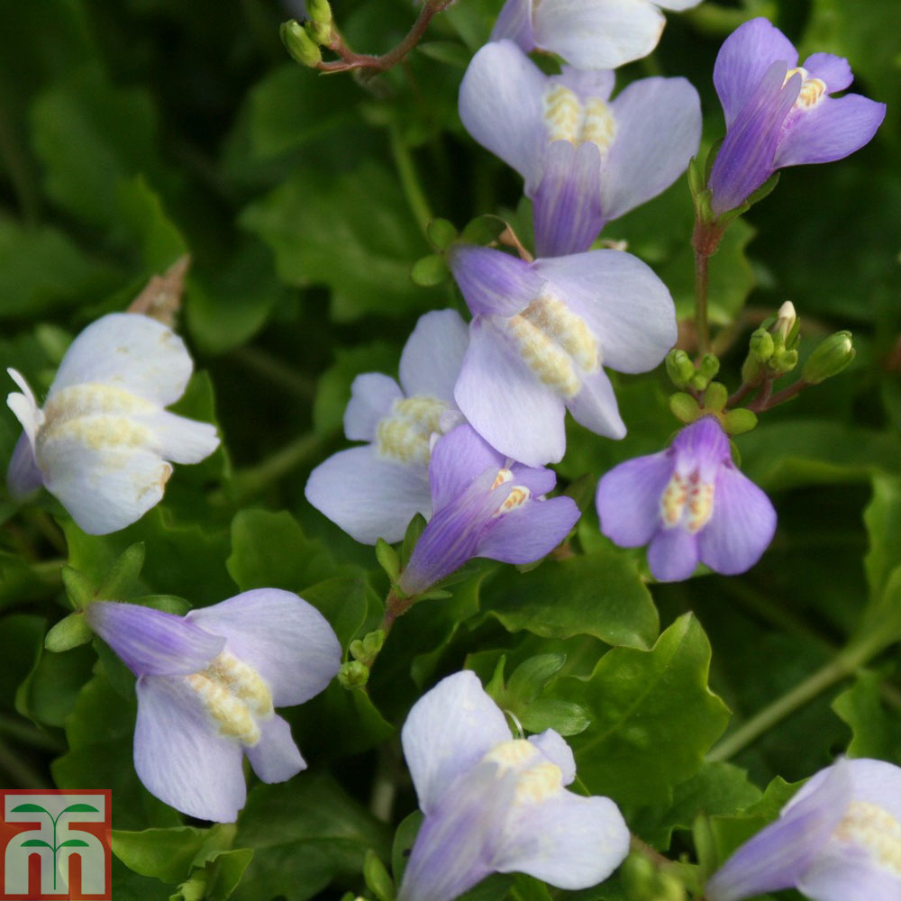 Mazus reptans