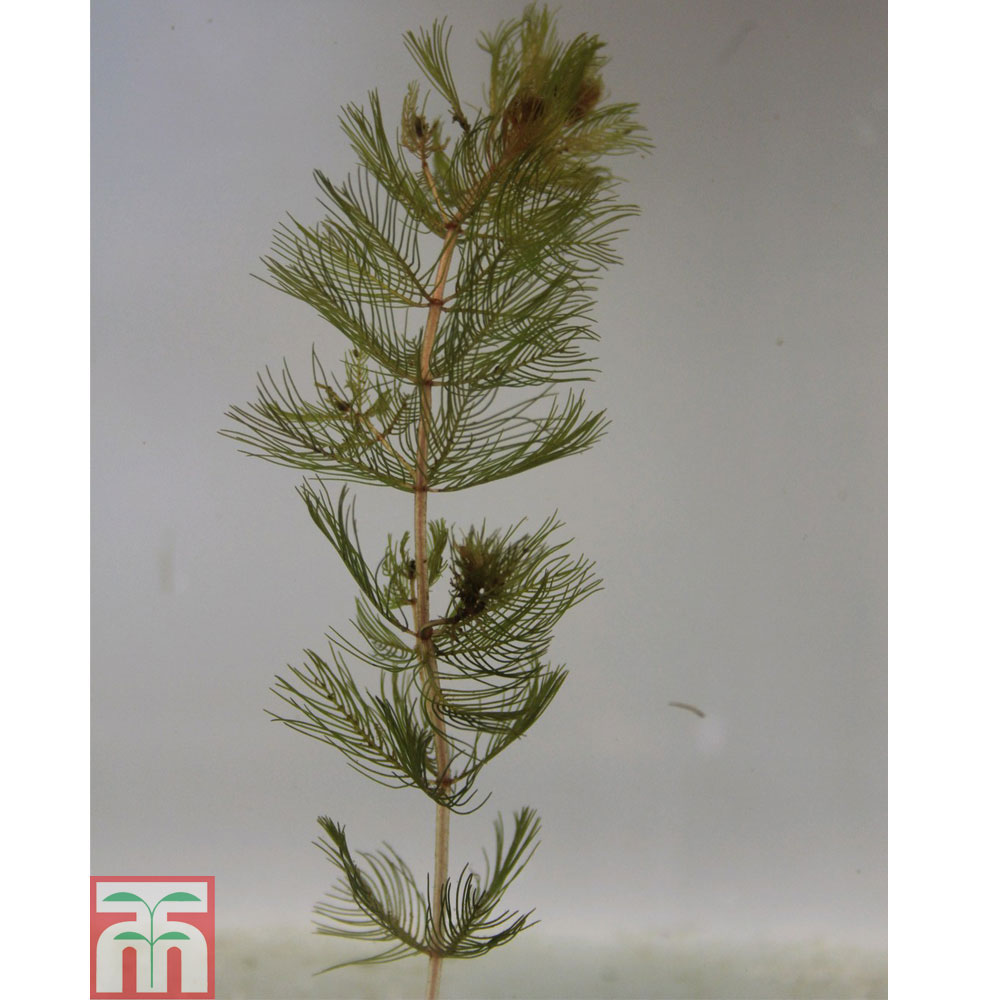 Myriophyllum spicatum (Oxygenating Aquatic)