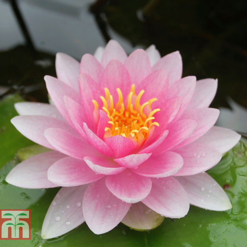 Nymphaea 'Darwin' (Deep Water Aquatic)