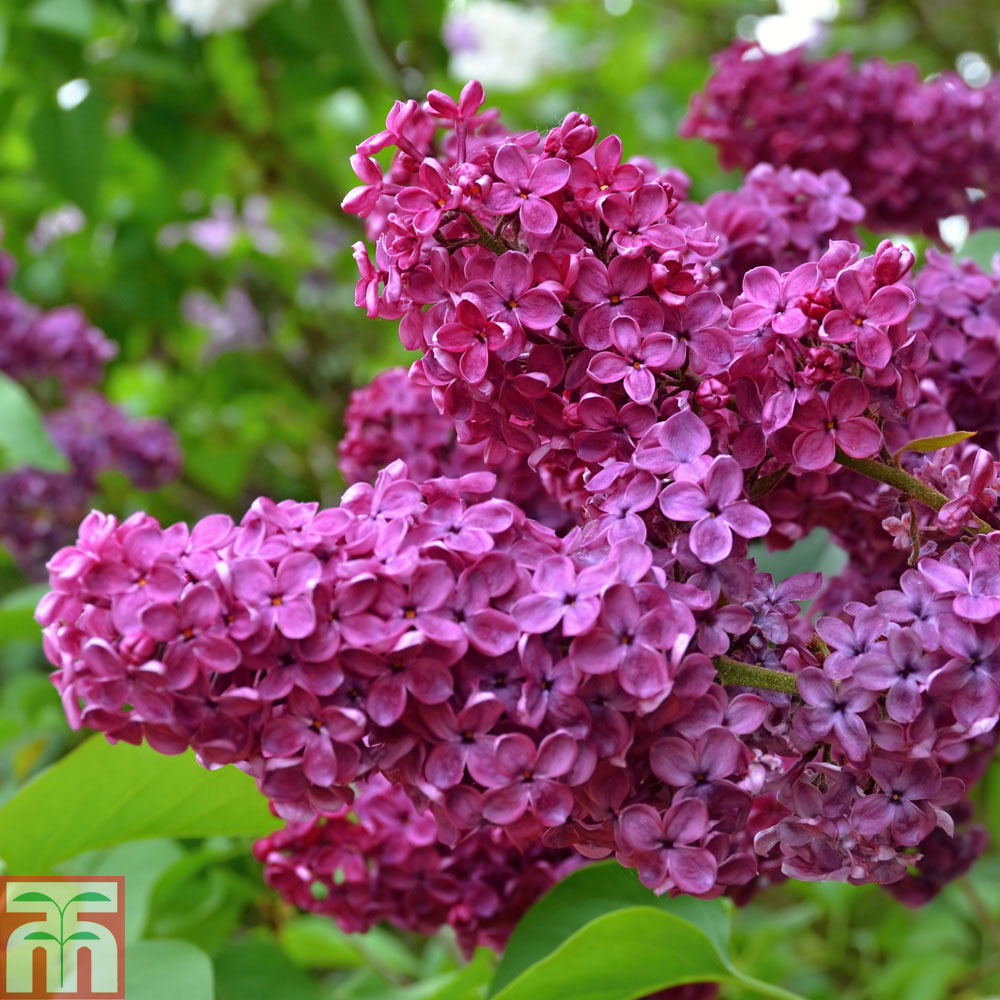 Syringa vulgaris 'Andenken an Ludwig Späth'