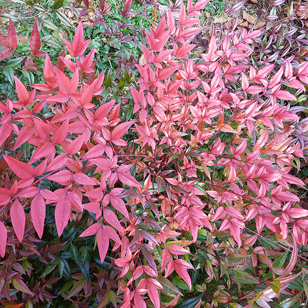 Nandina domestica 'Flirt'