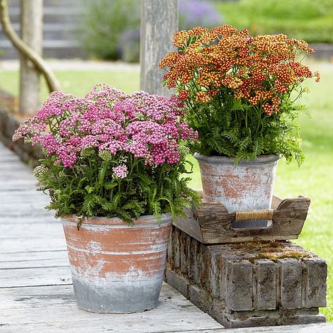 Achillea millefolium 'Colorado' Mixed