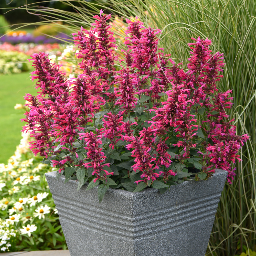 Agastache 'Morello'