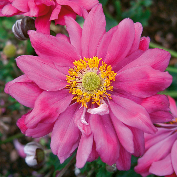 Anemone hupehensis var. japonica 'Prinz Heinrich'