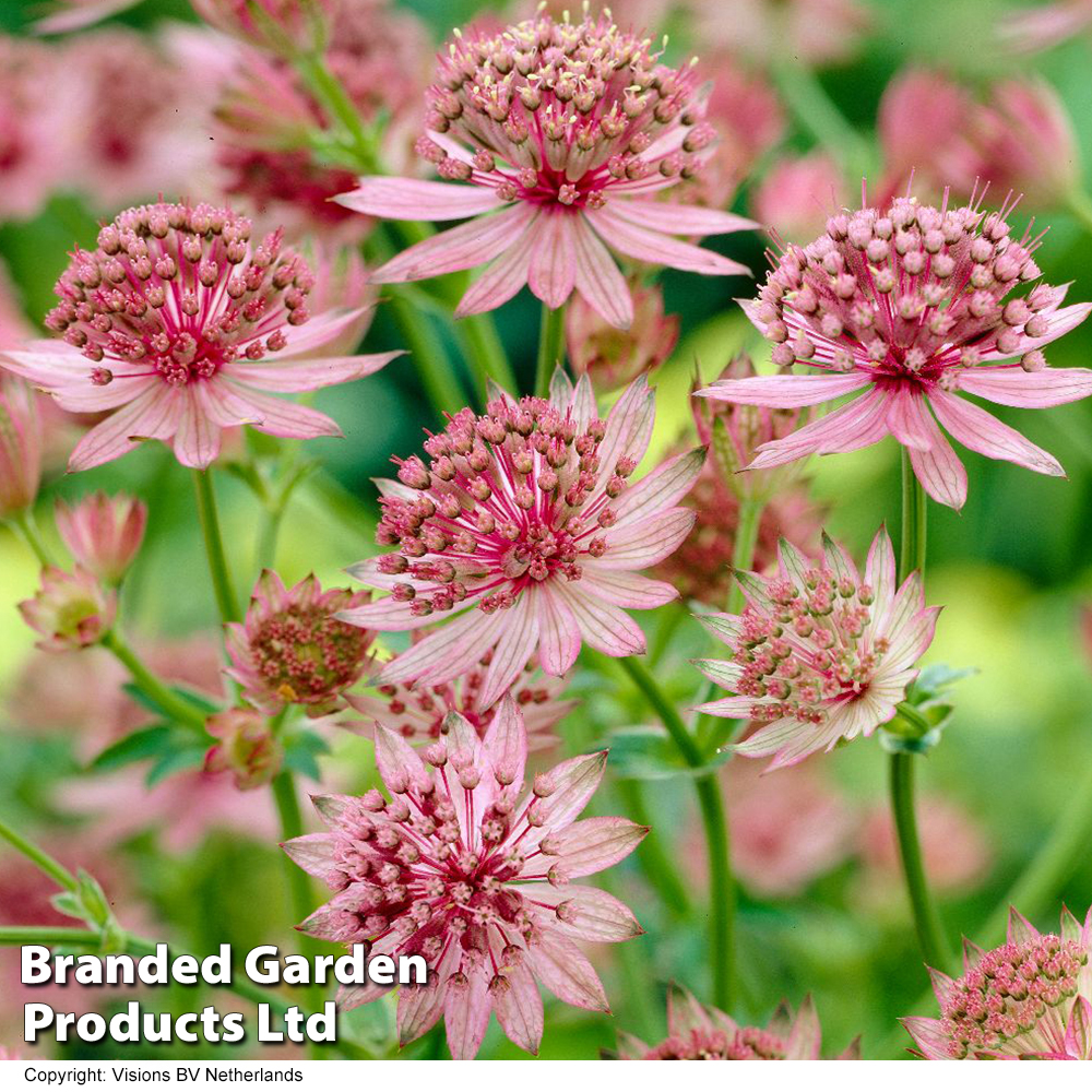 Astrantia major 'Roma'