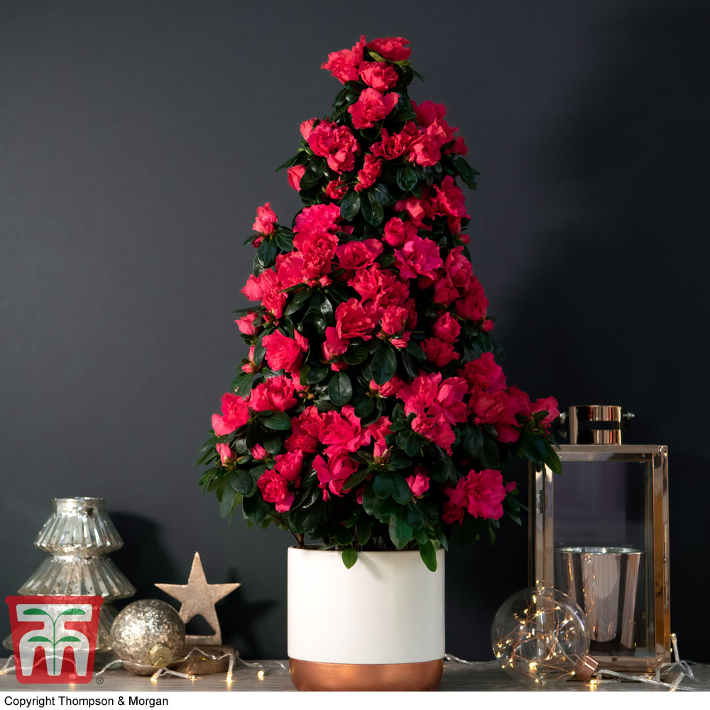 Azalea Pyramid Tree - Gift