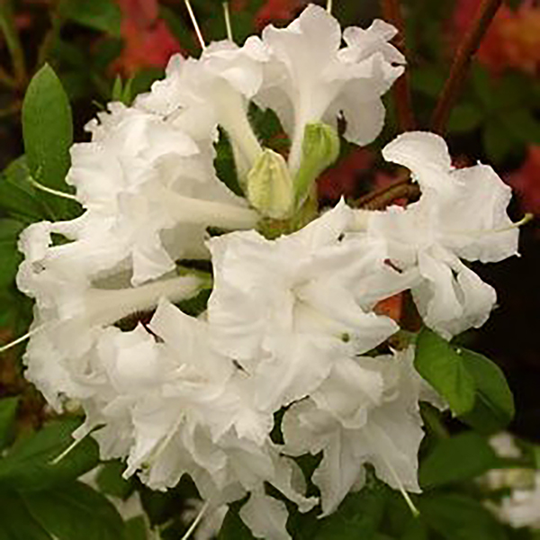 Azalea cascadula 'Bright Fuchsia