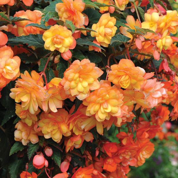 Begonia x tuberhybrida 'Apricot Shades Improved' F1 Hybrid - Tubers