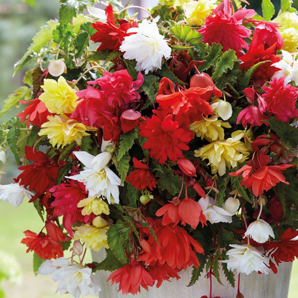 Begonia 'Pendula' Mix