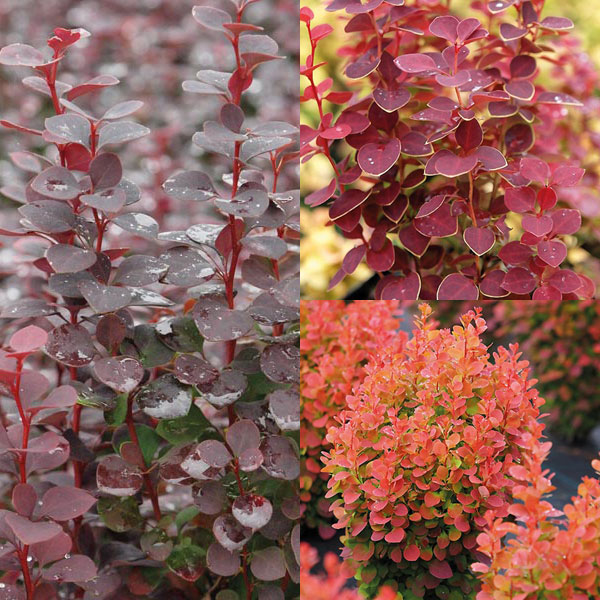 Berberis Trio