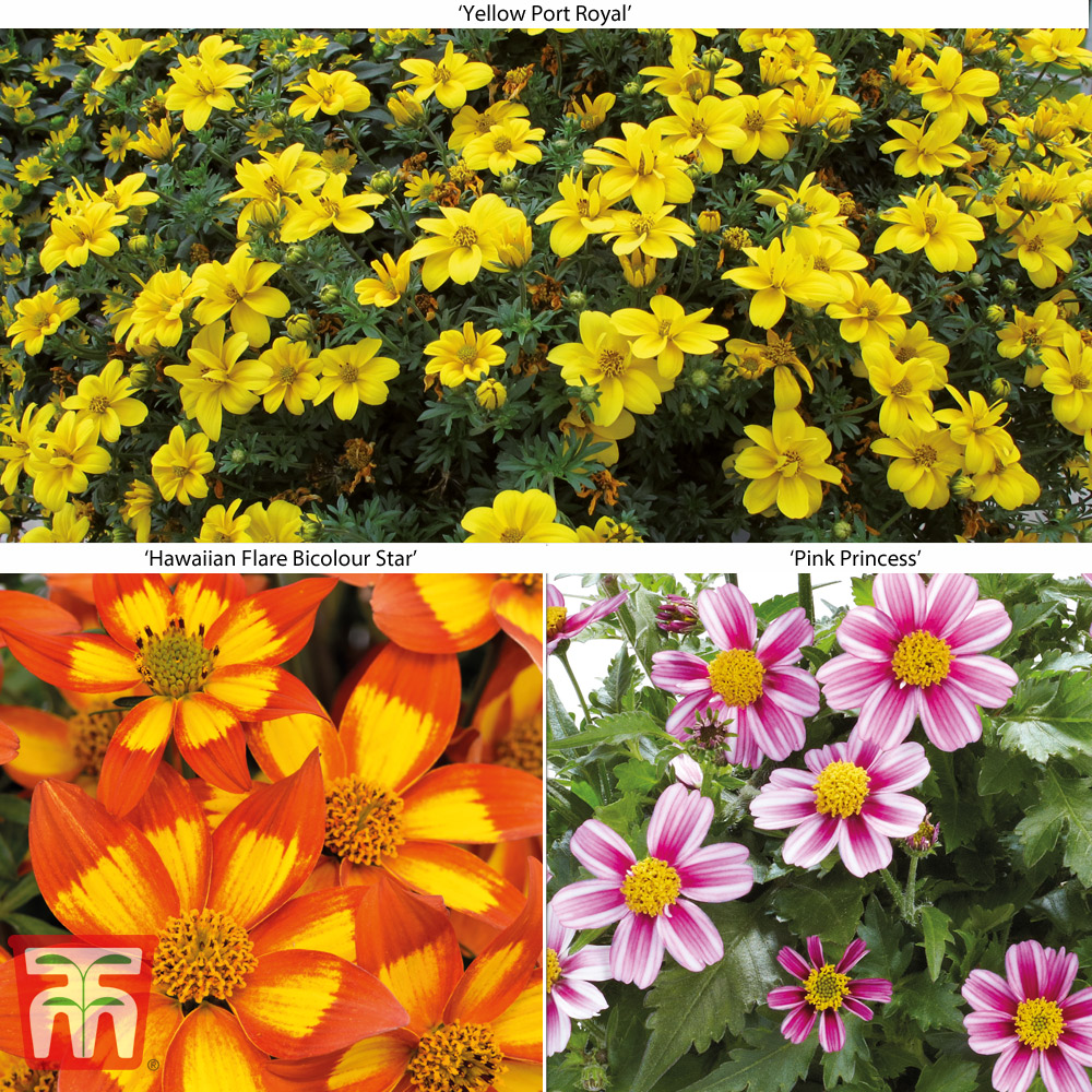 Bidens 'Bee Dance', Bidens 'Bee Dance' in GardenTags plant encyclopedia