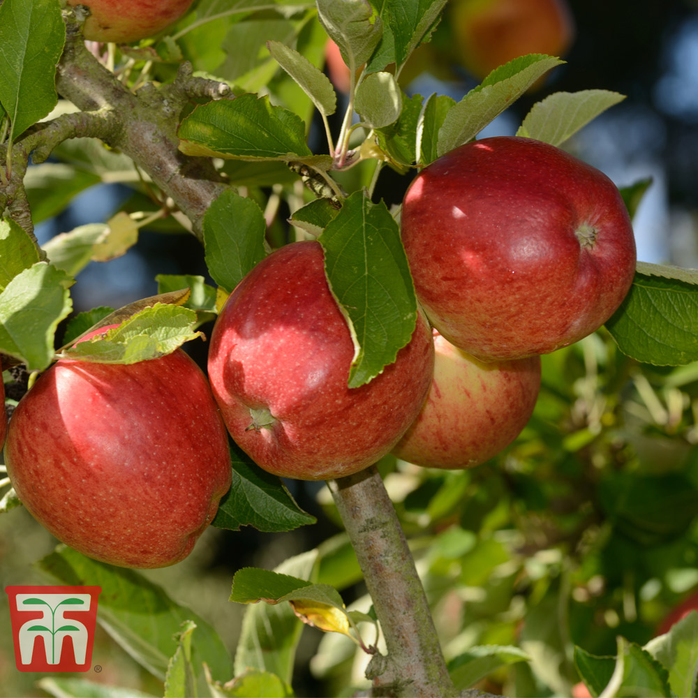 Gala Apple Tree - Ison's Nursery & Vineyard