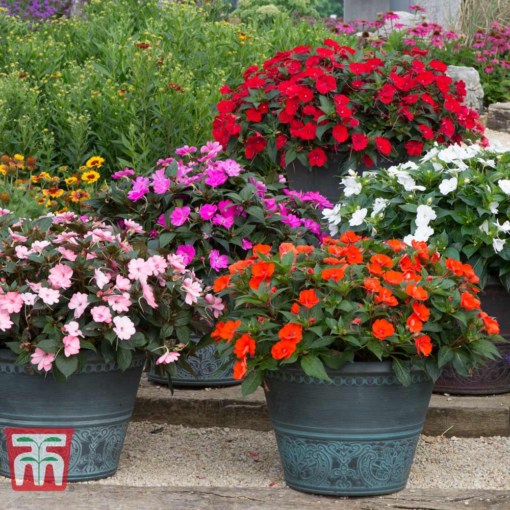 Busy Lizzie 'Sunpatiens' (New Guinea) plug plants | Thompson & Morgan