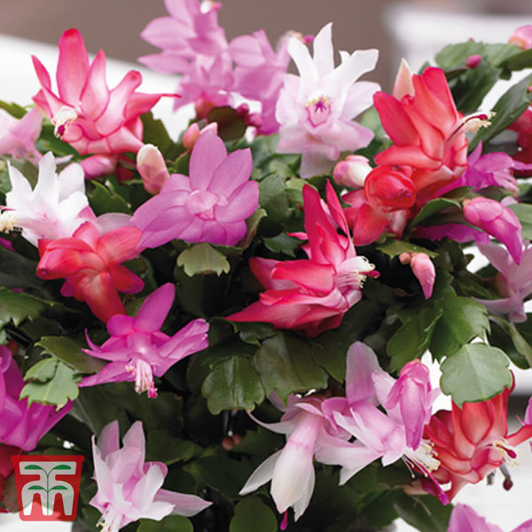 Christmas Cactus Tricolour - Gift | Thompson & Morgan