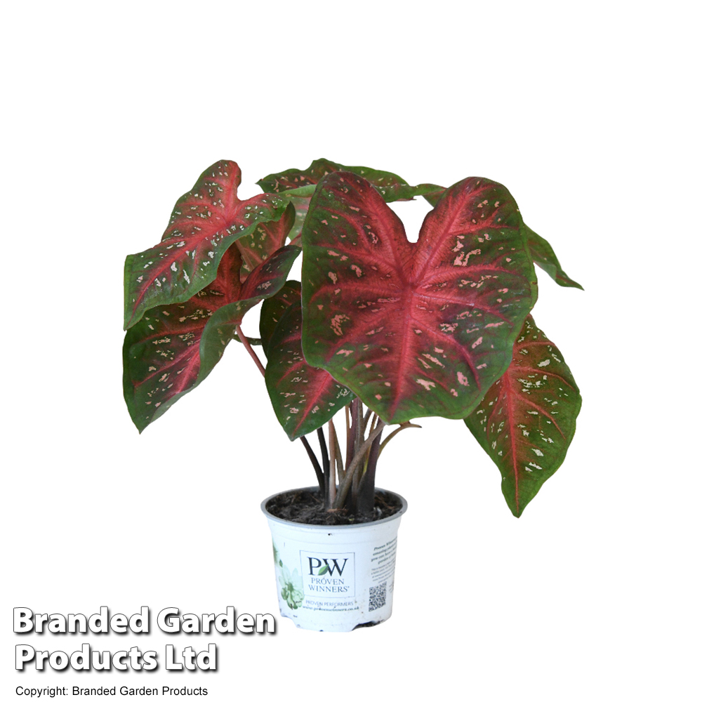 Caladium Heart to Heart® 'Fast Flash' | Thompson & Morgan