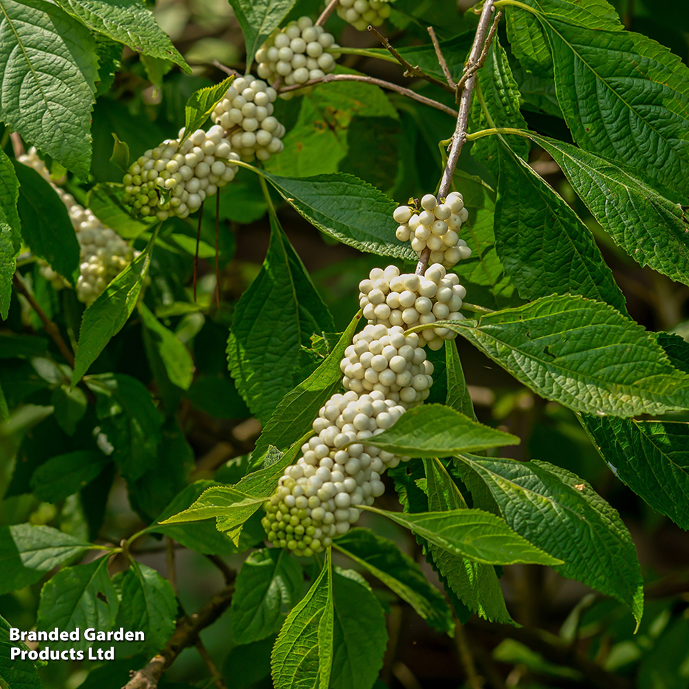 Callicarpa bodinieri 'Magical Snow Queen'