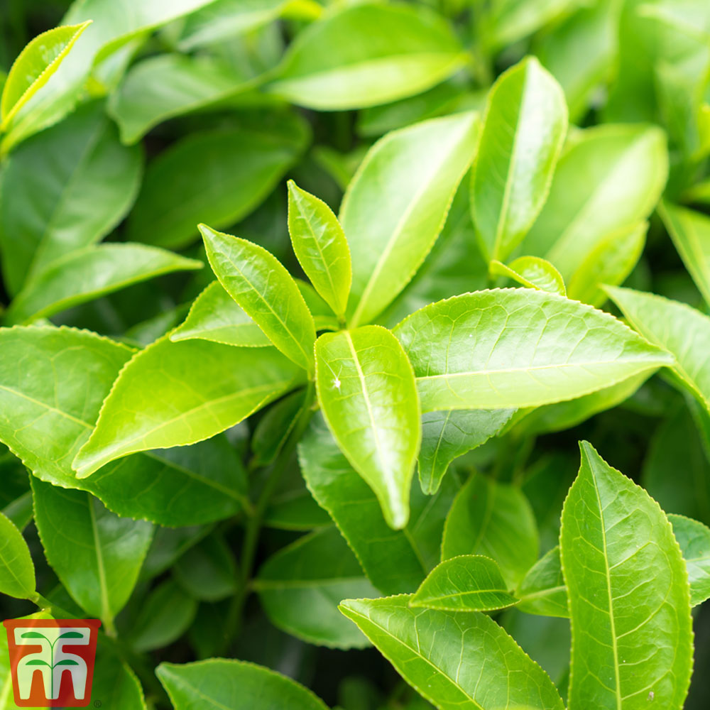 Camellia sinensis var. assamica | Thompson & Morgan