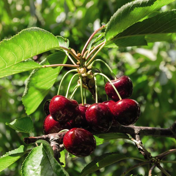 Cherry 'Sylvia' (Mini Fruit Tree) plants | Thompson & Morgan