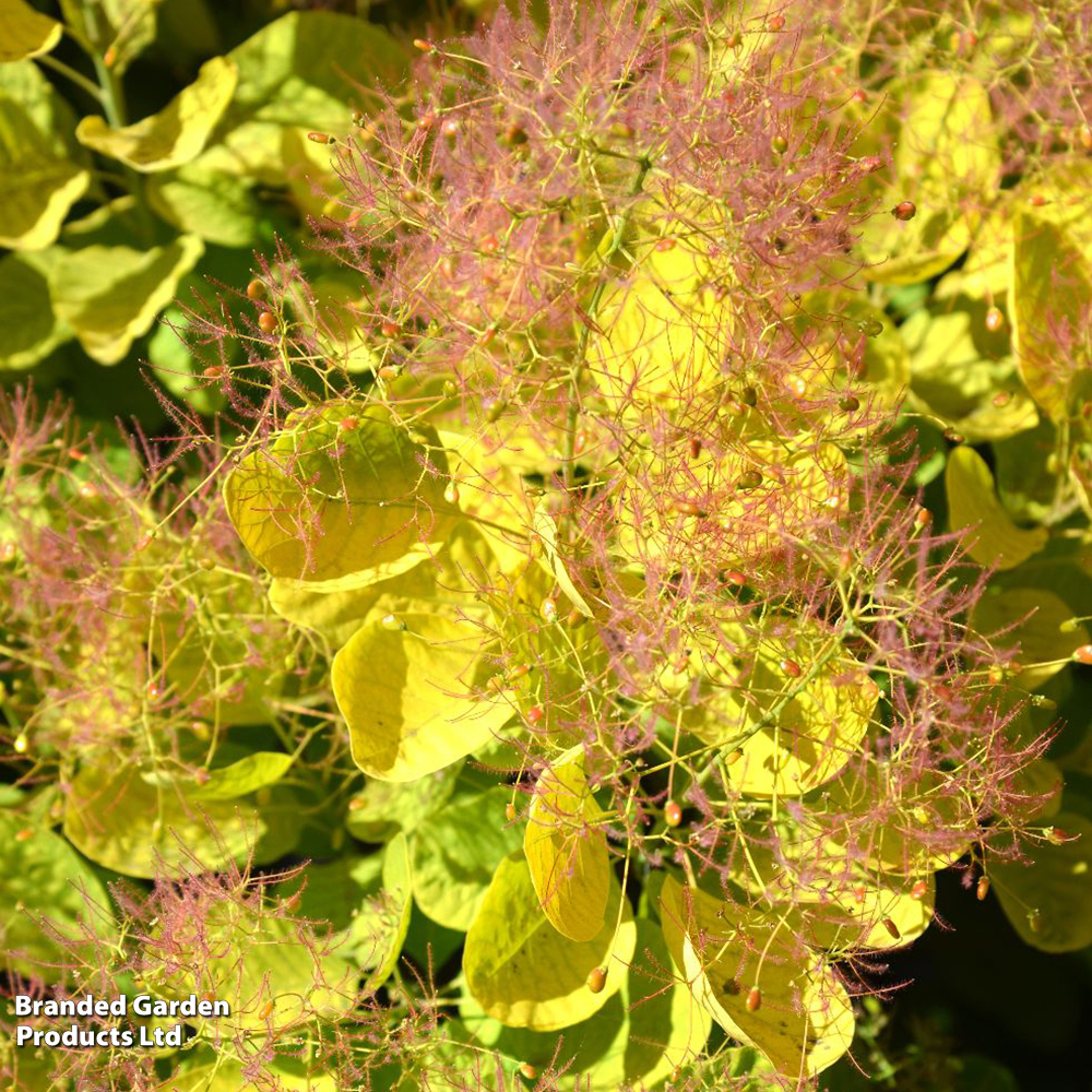 Cotinus coggygria 'Golden Spirit'