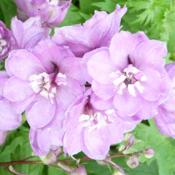 Delphinium Magic Fountains Cherry Blossom