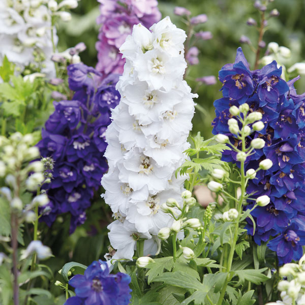 Delphinium 'Magic Fountains Mixed'