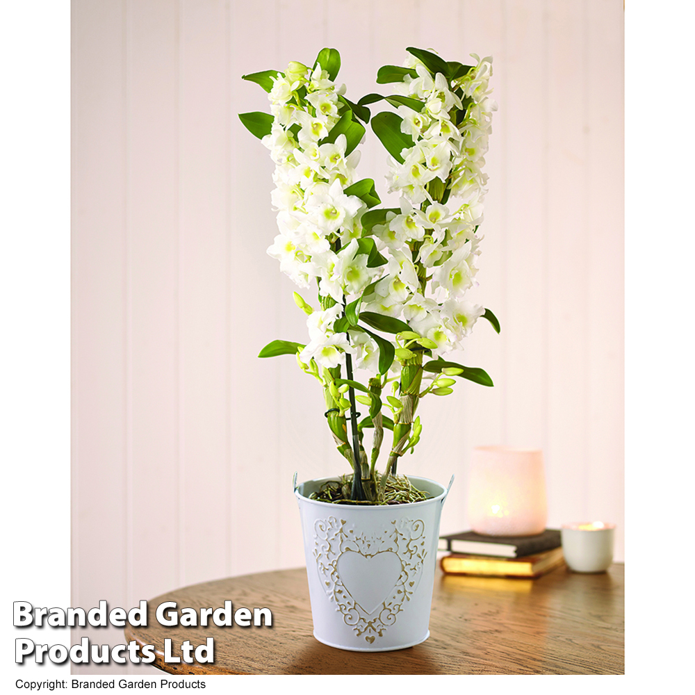 Orchid 'Star Class White' in Zinc - Gift