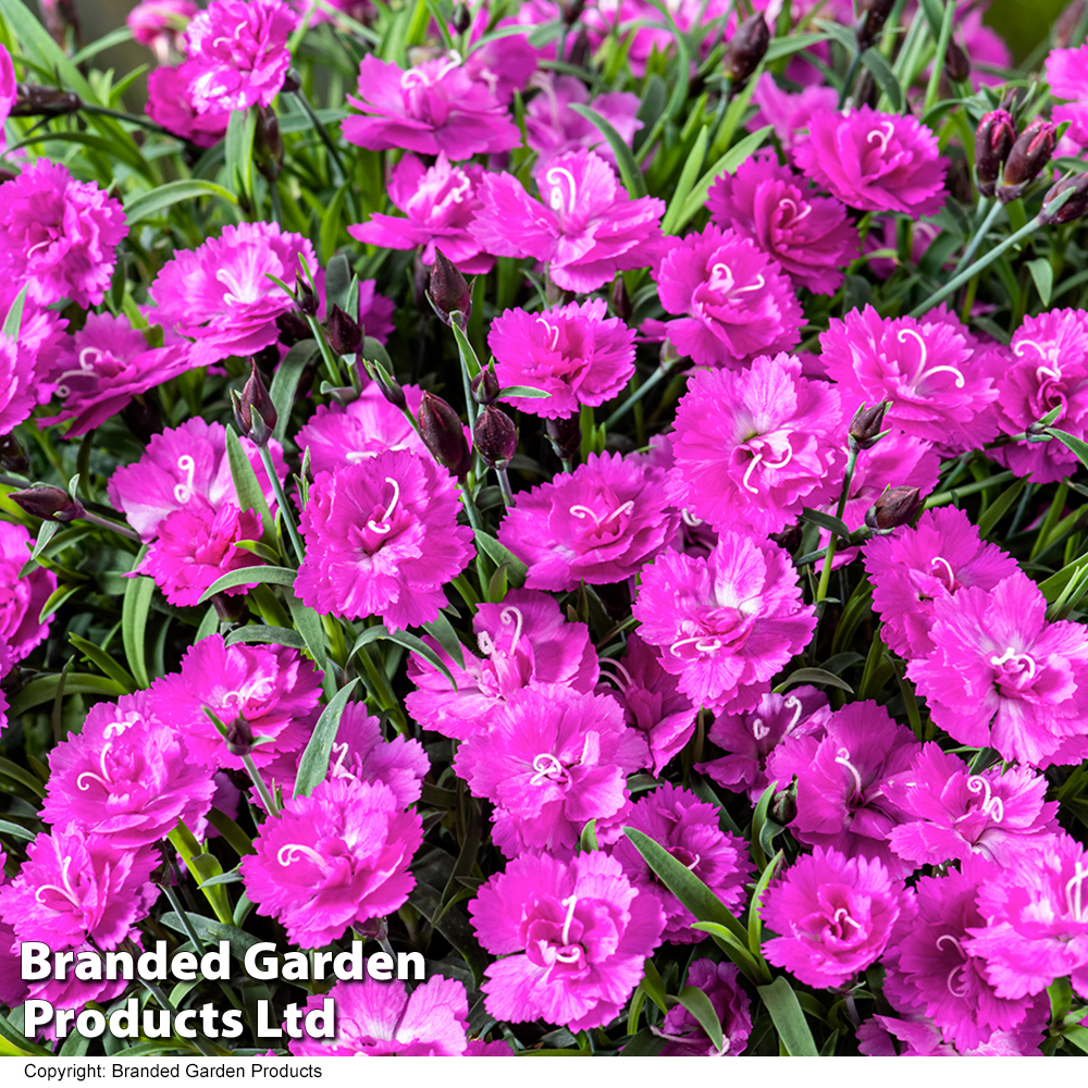 Dianthus Mountain Frost Pink Pompom Thompson And Morgan