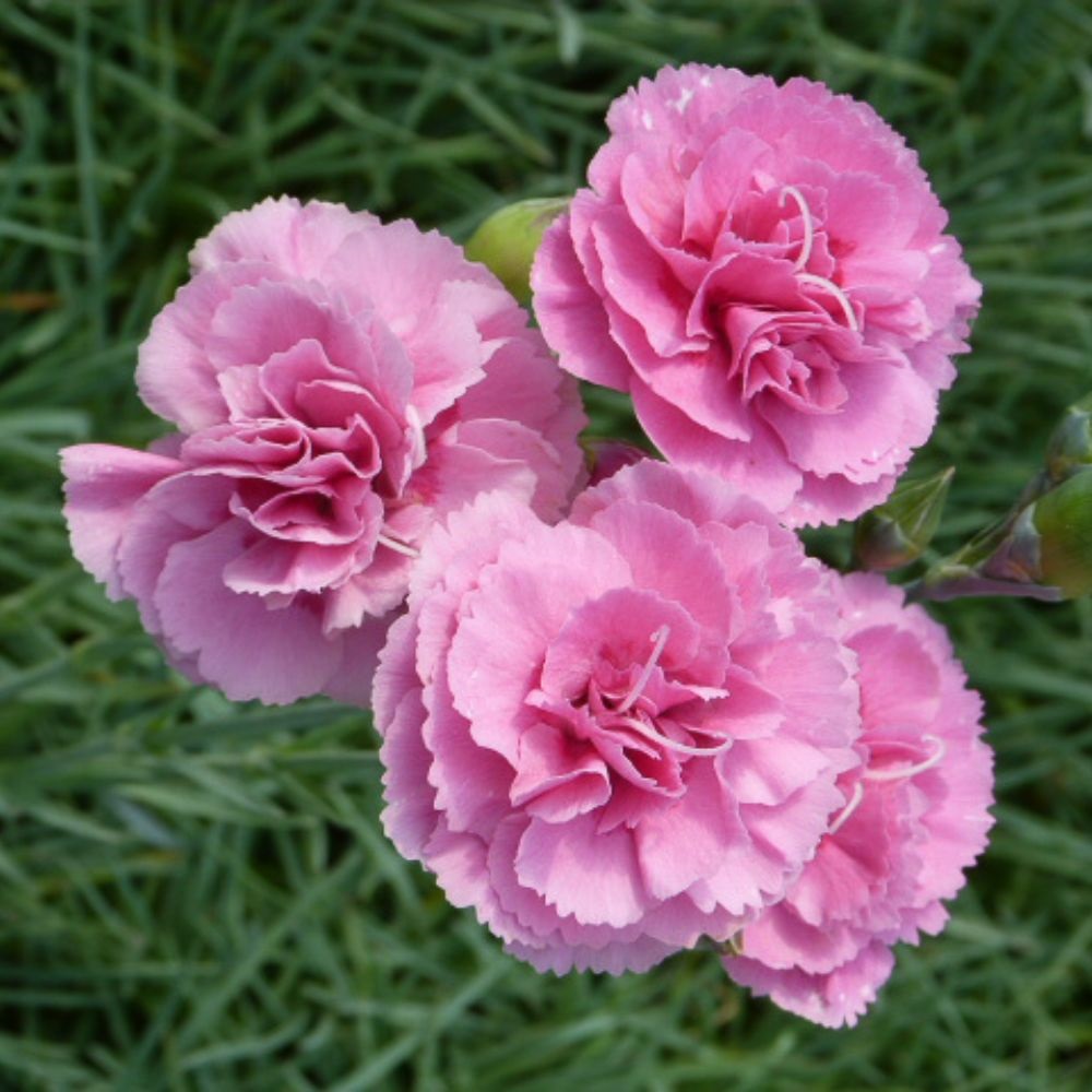 Dianthus 'Valda Wyatt'