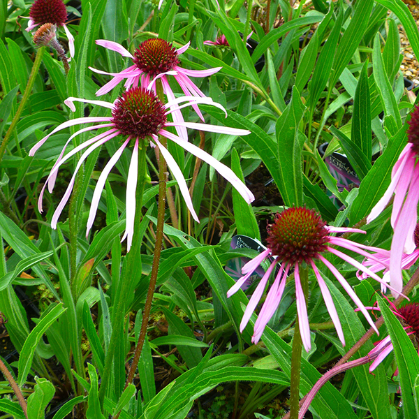 Echinacea Pallida