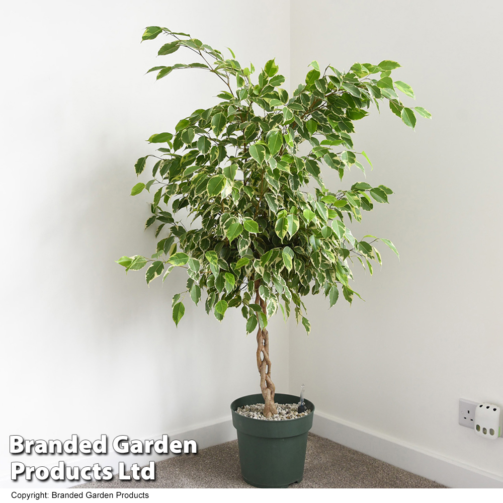 Ficus Benjamina Golden King Braided Stem In Hydro Pot Thompson And Morgan