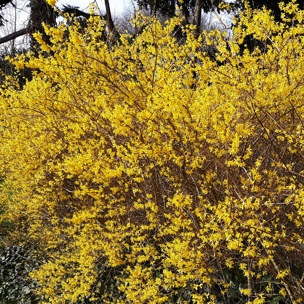 Forsythia x intermedia 'Spectabilis'