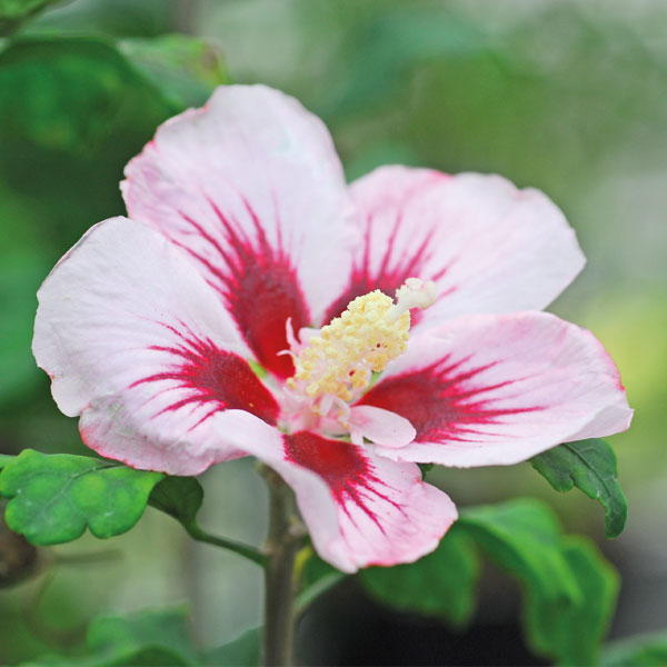 Hibiscus syriacus 'Hamabo'