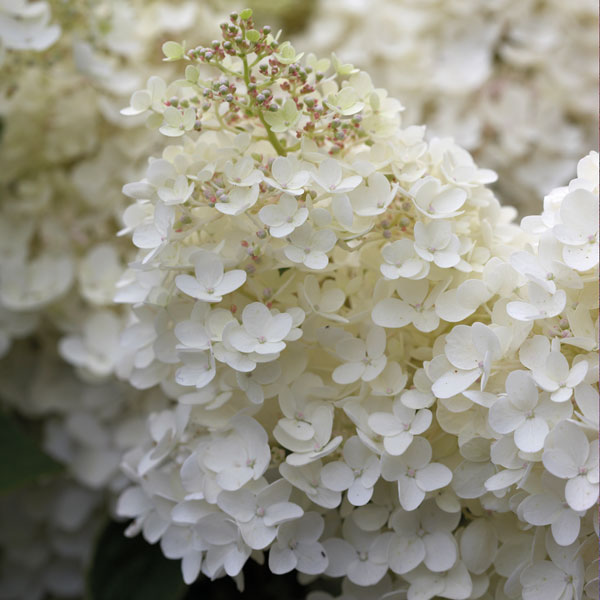 Hydrangea paniculata 'Grandiflora'