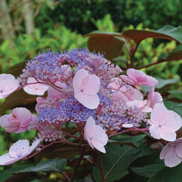 Hydrangea aspera 'Hot Chocolate'