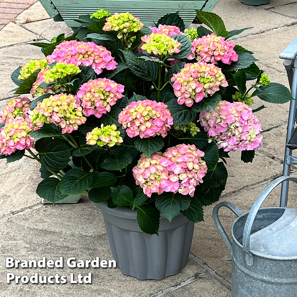 Image of Pink hydrangea macrophylla in hanging basket