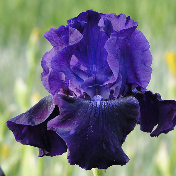 Iris 'Rosalie Figge' (Re-Blooming)