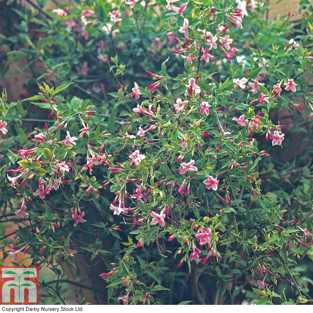 Jasminum Beesianum Red Jasmine In Gardentags Plant Encyclopedia