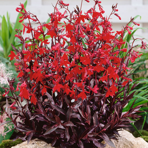 Lobelia cardinalis 'Queen Victoria'