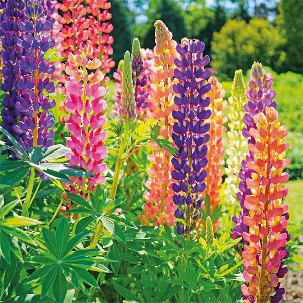 Lupin 'Russell Hybrids Mixed'