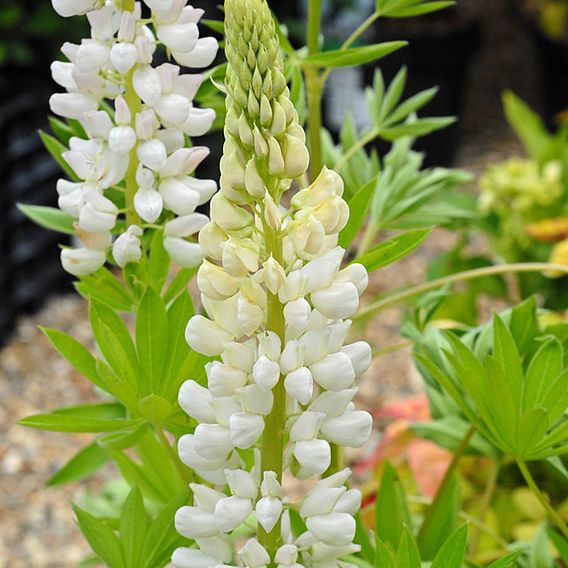 Lupin 'Noble Maiden'