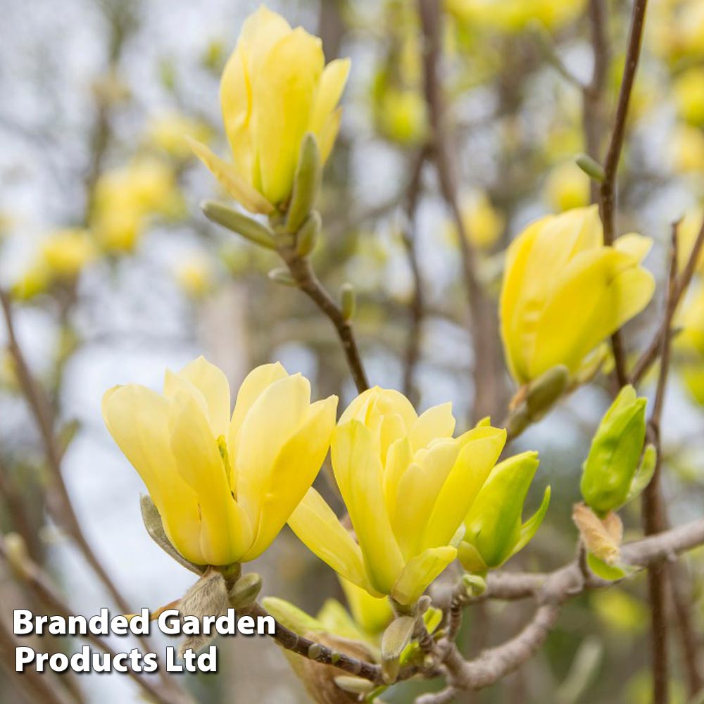 Magnolia (Bush) Yellow Bird | Thompson & Morgan