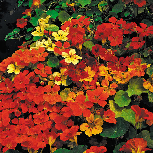 Nasturtium 'Climbing Mixed' - Start-A-Garden? Seed Range