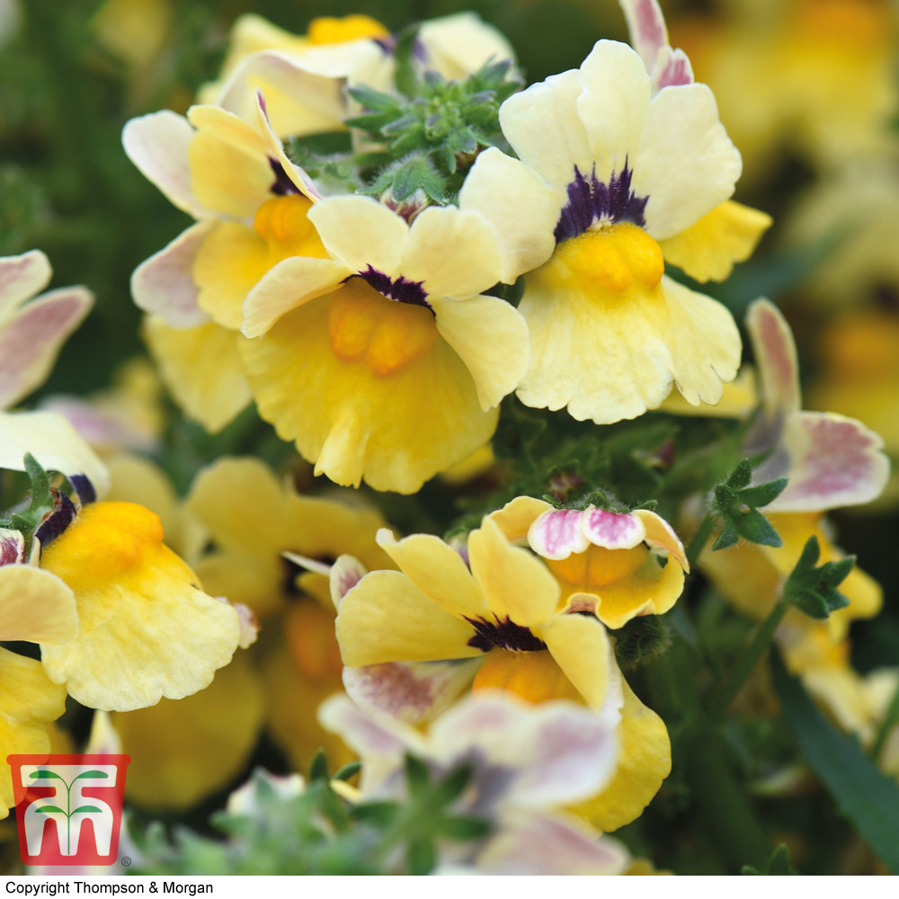 Nemesia 'Sunshine' (Nesia™ Series) | Thompson & Morgan