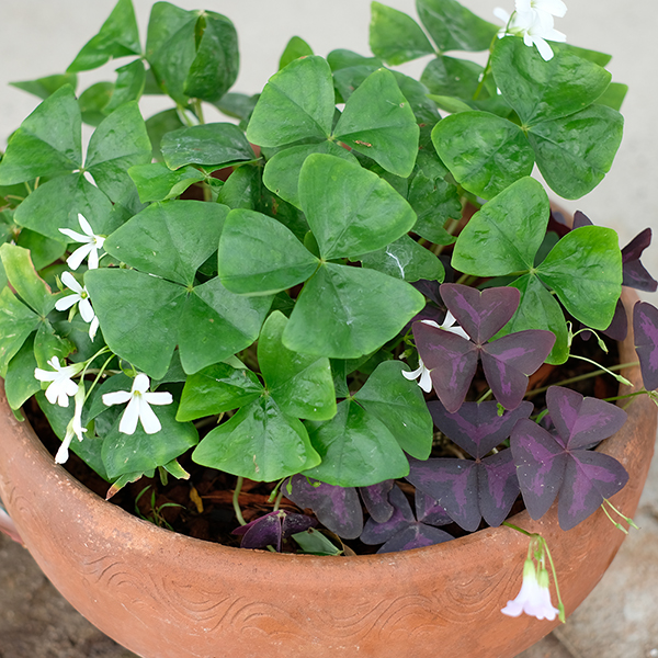 Oxalis triangularis (Green)